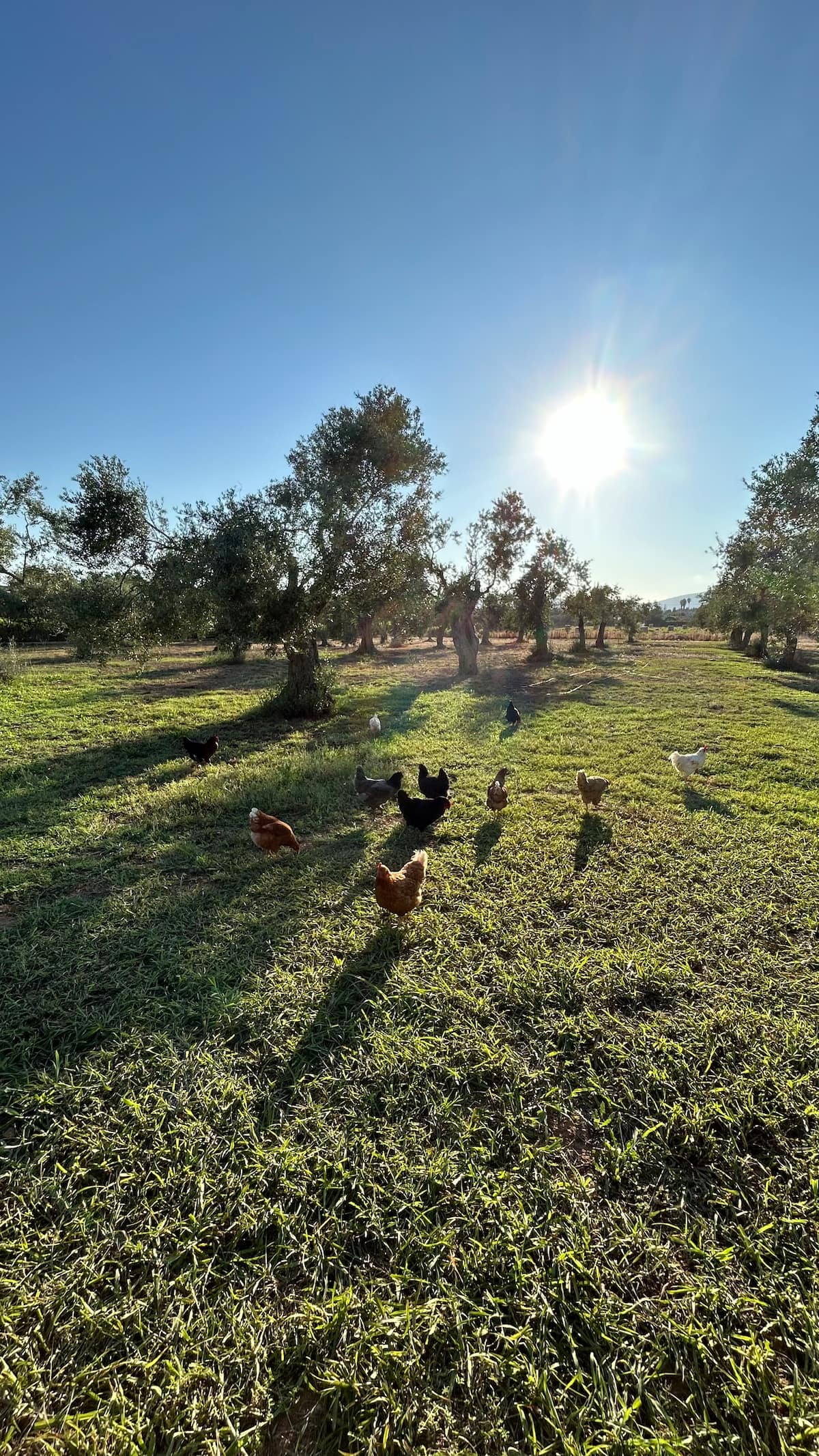 Janna Bentosa — Willa rodzinna z basenem