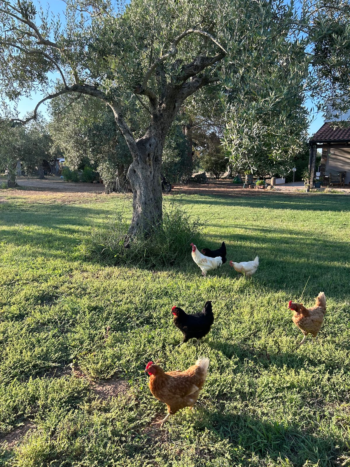 Janna Bentosa — Willa rodzinna z basenem